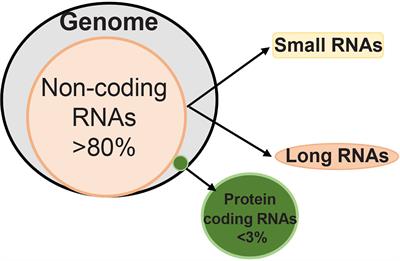 Long Noncoding RNAs and Mitochondrial Homeostasis in the Development of Diabetic Retinopathy